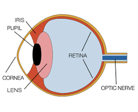 Color blind friendly color palette - retina